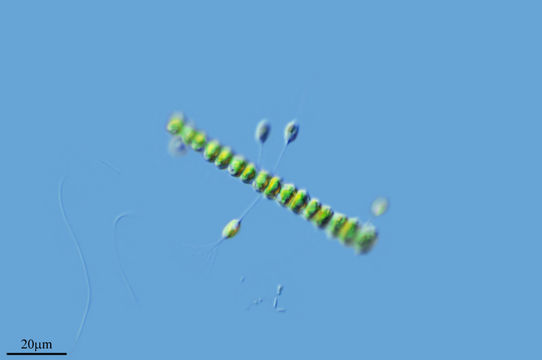 Image of <i>Stipitococcus lauterbornii</i> Schmidle 1902