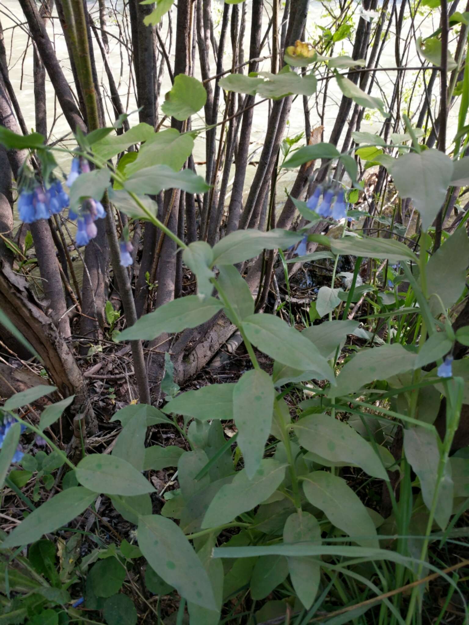 Image of tall fringed bluebells