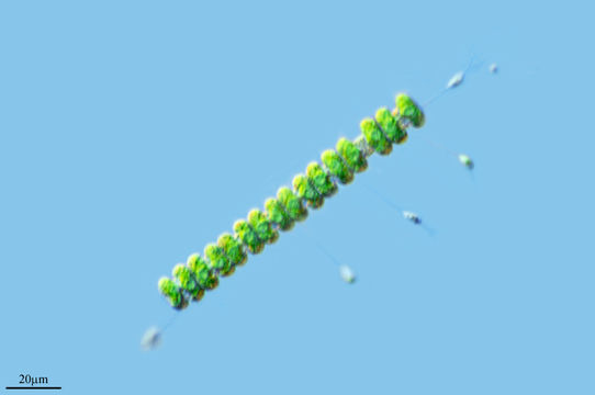 Image of <i>Stipitococcus lauterbornii</i> Schmidle 1902