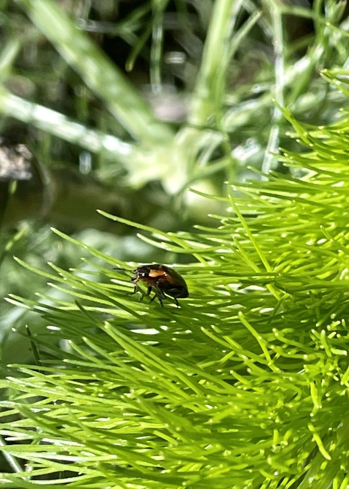 Sivun Chrysomela (Macrolina) schaefferi Brown 1956 kuva