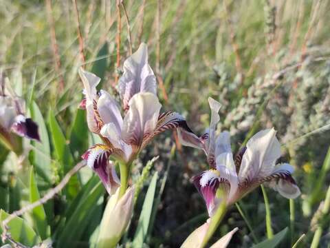 Image of Iris scariosa Willd. ex Link