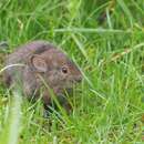 Image of Moupin Pika