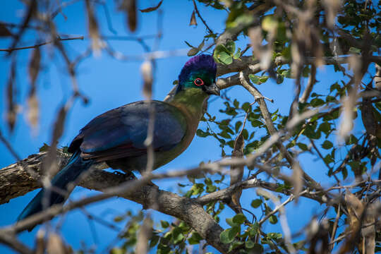 Image of Purple-crested Turaco