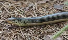 Слика од Ophisaurus ventralis (Linnaeus 1766)