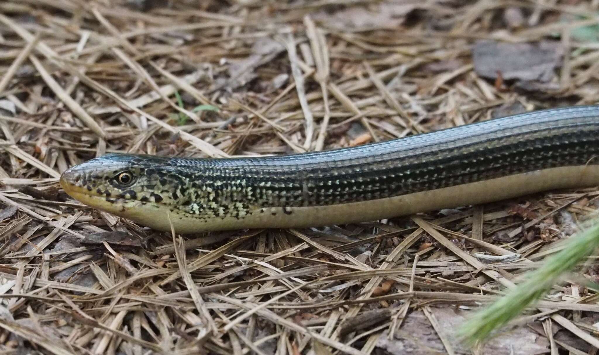 Image of Eastern Glass Lizard