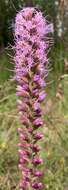 Image of prairie blazing star