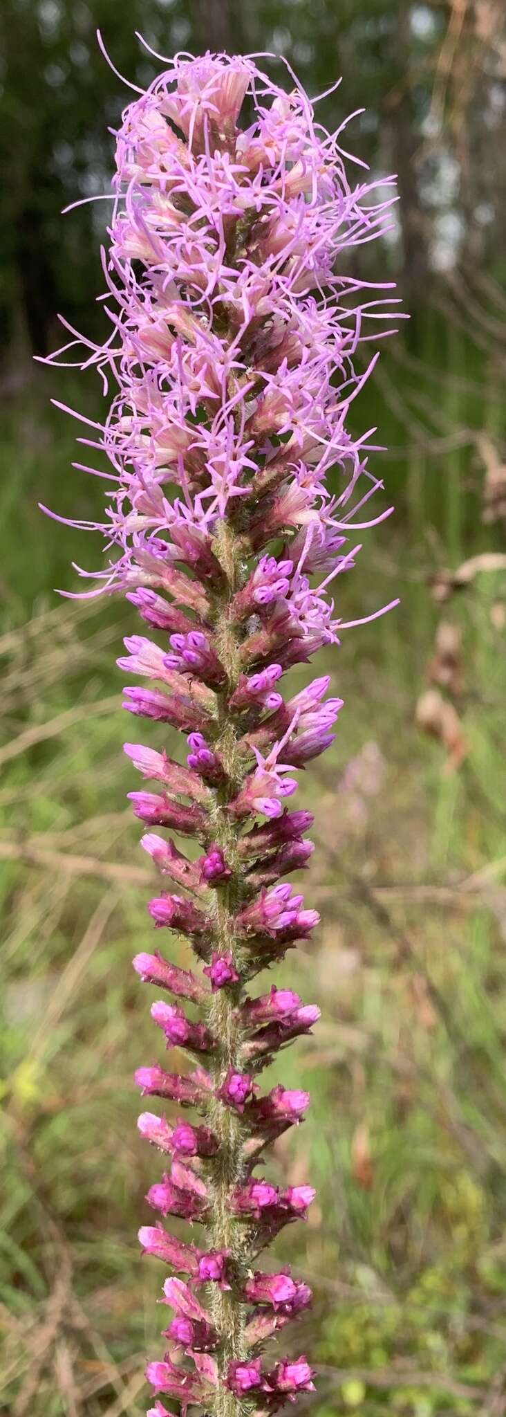 Sivun Liatris pycnostachya var. lasiophylla Shinners kuva