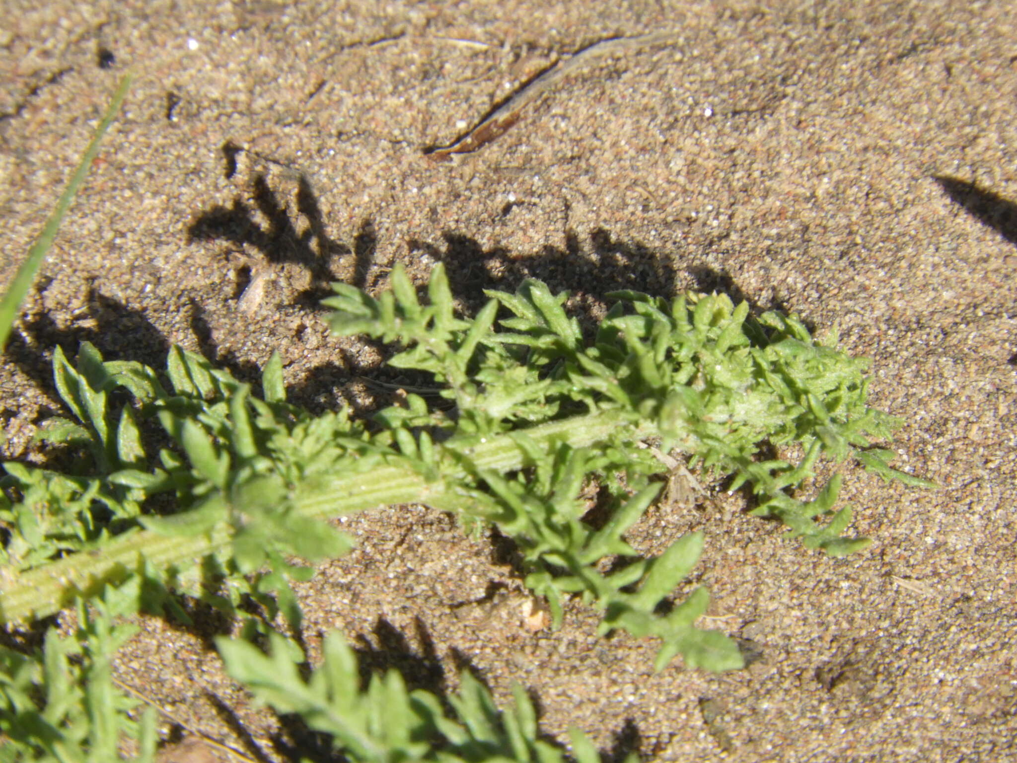 Image of cutleaf goosefoot