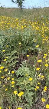 Image of Cynara tournefortii Boiss. & Reut.