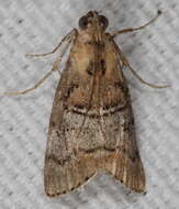 Image of Pococera maritimalis McDunnough 1939