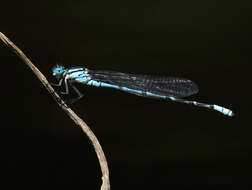 Imagem de Caliagrion billinghursti (Martin 1901)