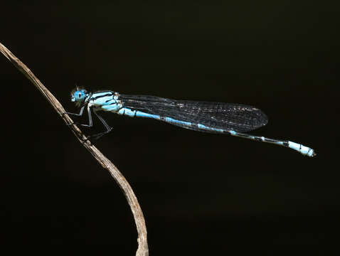 Imagem de Caliagrion Tillyard 1913