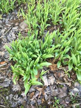 Image of Hemerocallis fulva var. aurantiaca (Baker) M. Hotta