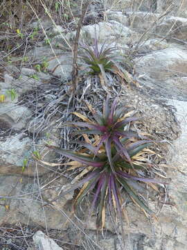 Image de Puya boliviensis Baker