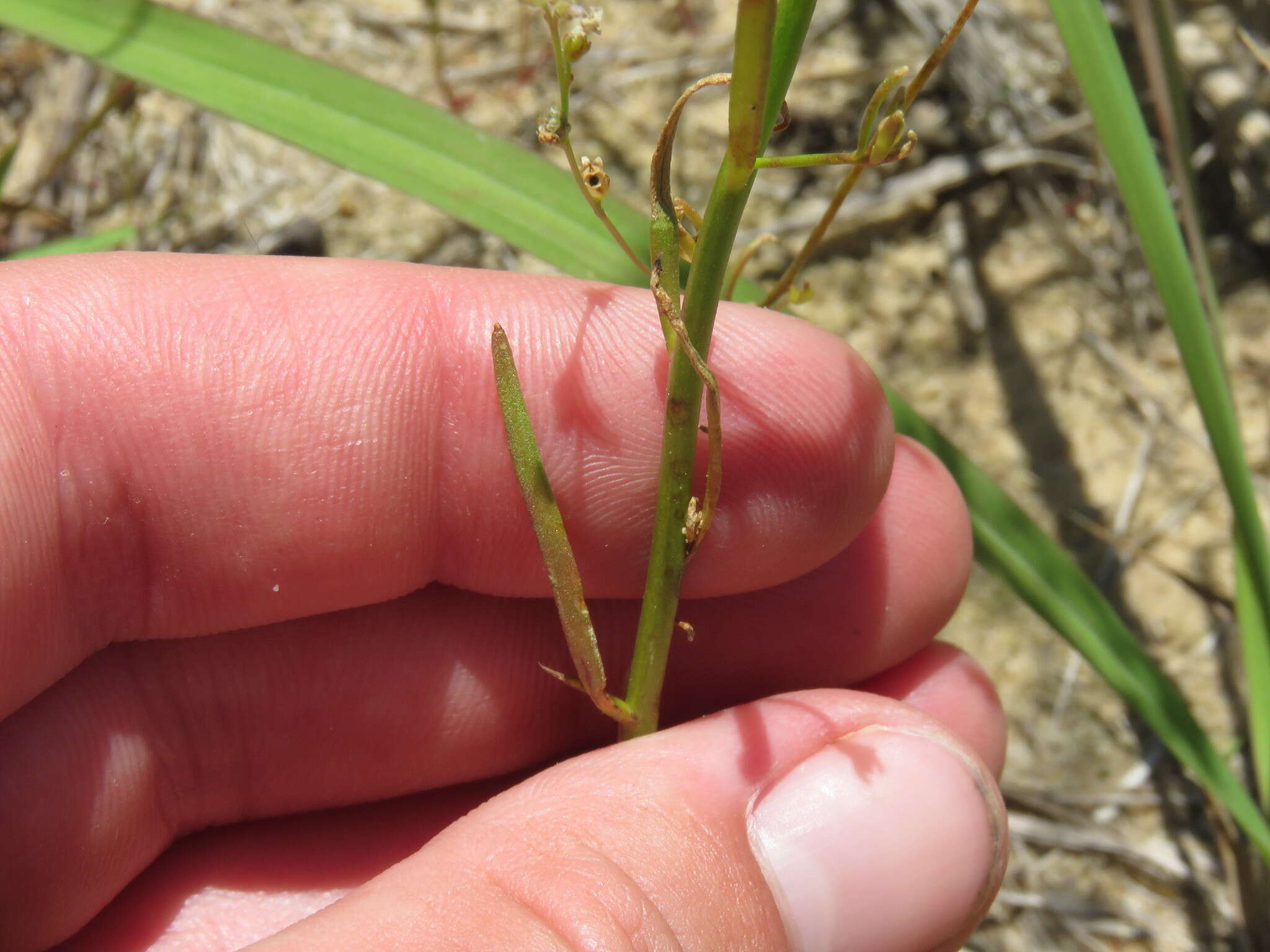 Plancia ëd Nuttallanthus canadensis (L.) D. A. Sutton