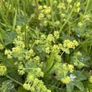 Image of Alchemilla integribasis Juz.