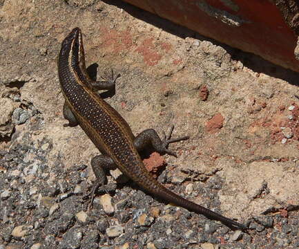 Image of Montane Speckled Skink