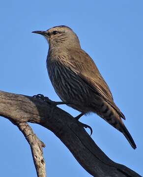 Plancia ëd Climacteris picumnus picumnus Temminck 1824