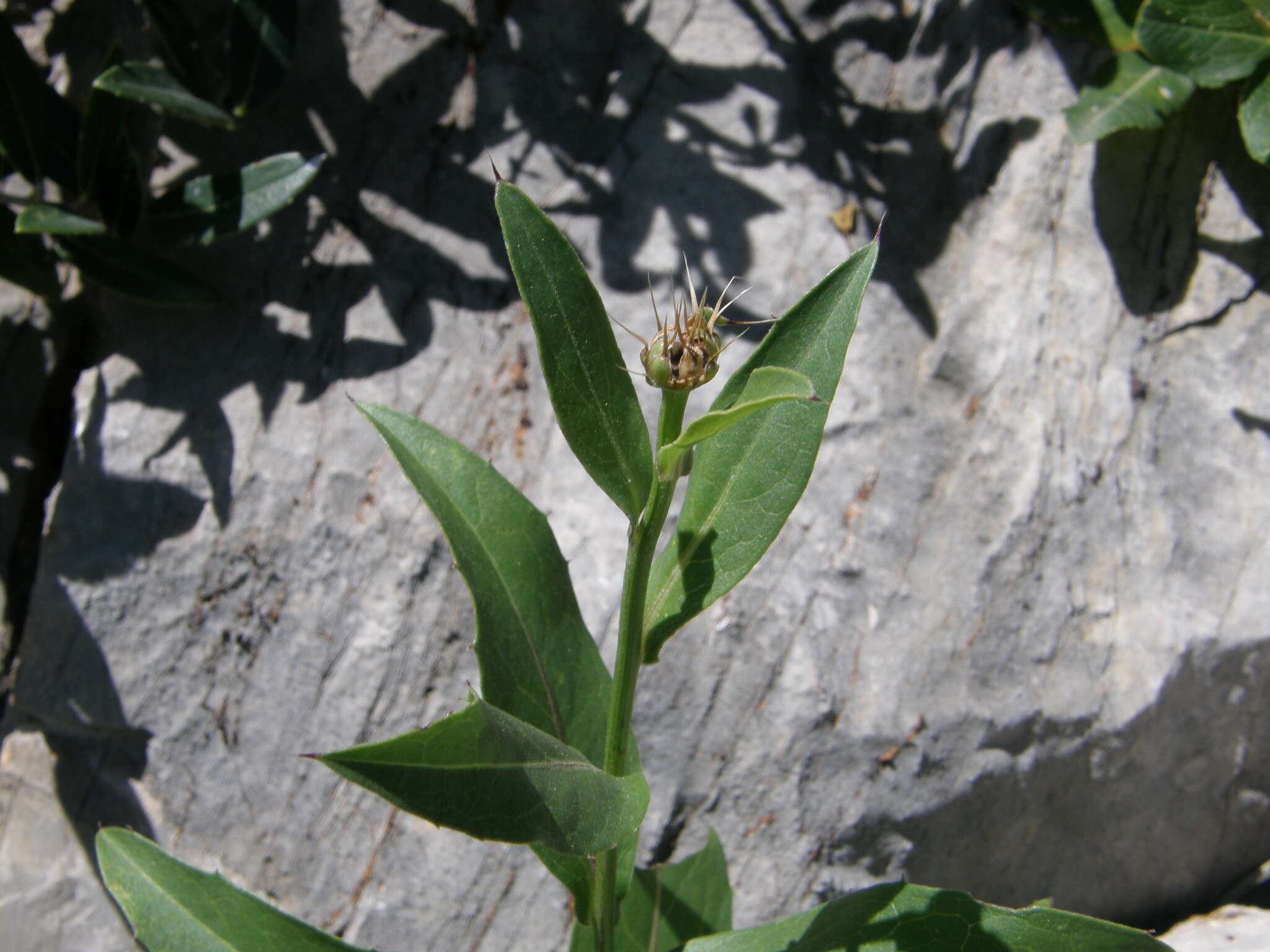 Image of Klasea flavescens subsp. mucronata (Desf.) P. Cantó & S. Rivas-Martínez