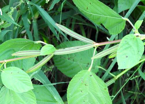 Image of nalta jute