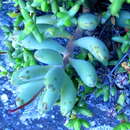 Image of Adromischus mammillaris (L. fil.) Lem.