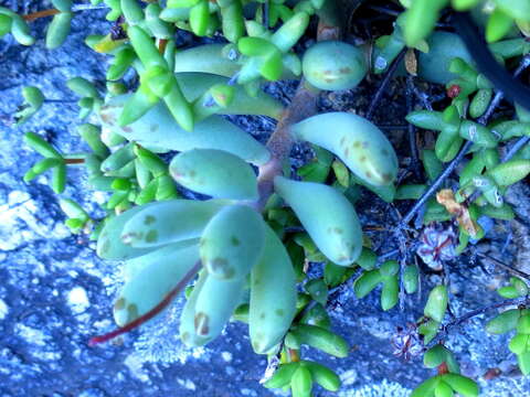 Image of Adromischus mammillaris (L. fil.) Lem.