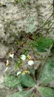 Image of large clammyweed