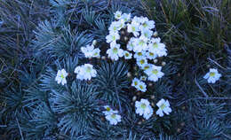 Image of Euphrasia townsonii Petrie