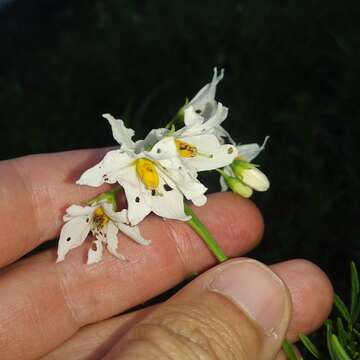 Imagem de Solanum pinnatisectum Dun.