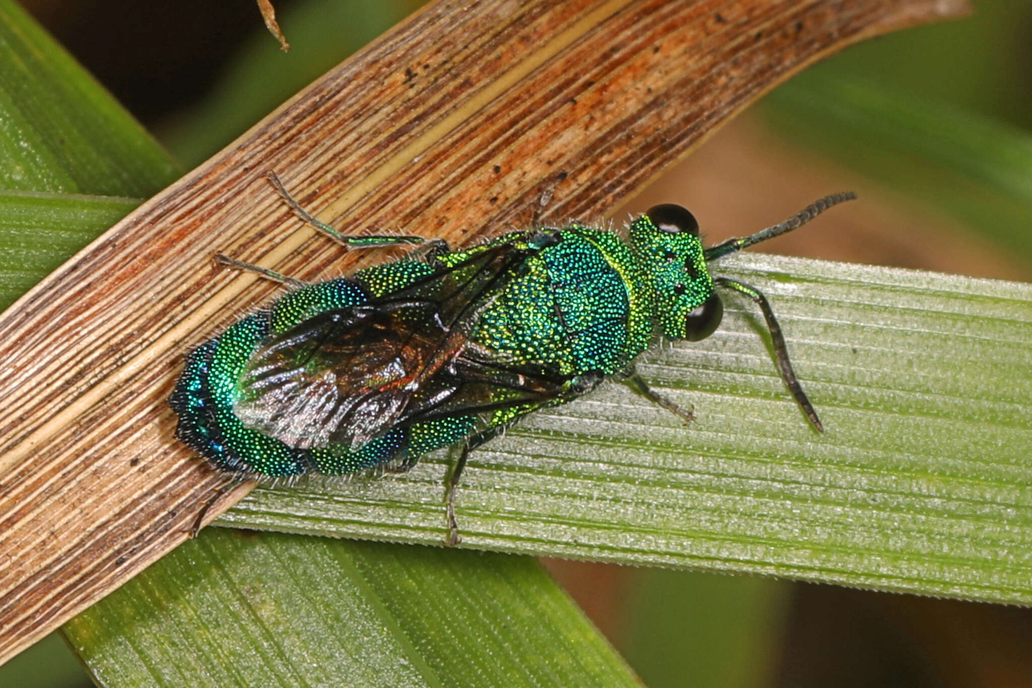 Image of <i>Chrysis conica</i> Brullé 1846