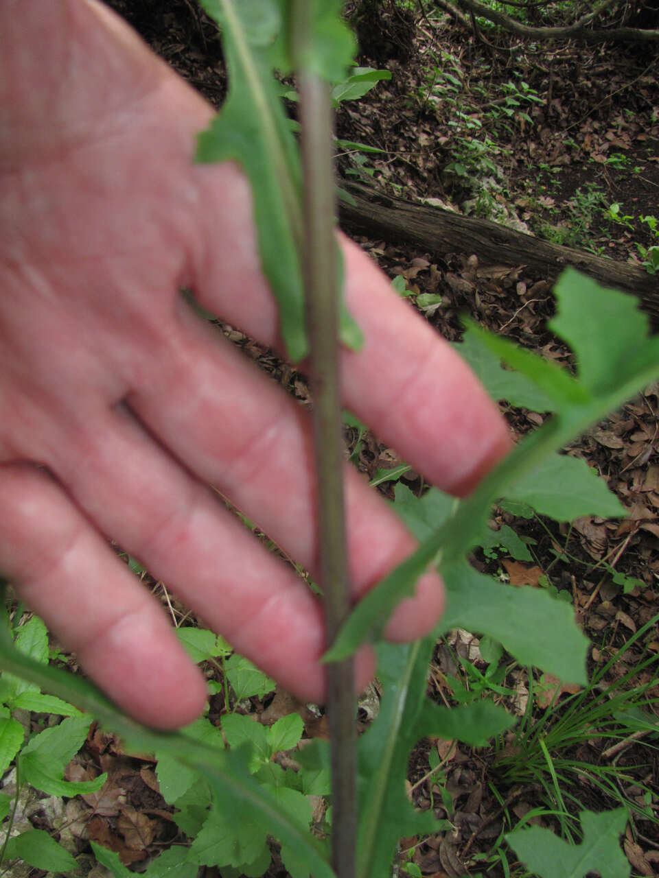 Image of Louisiana Lettuce