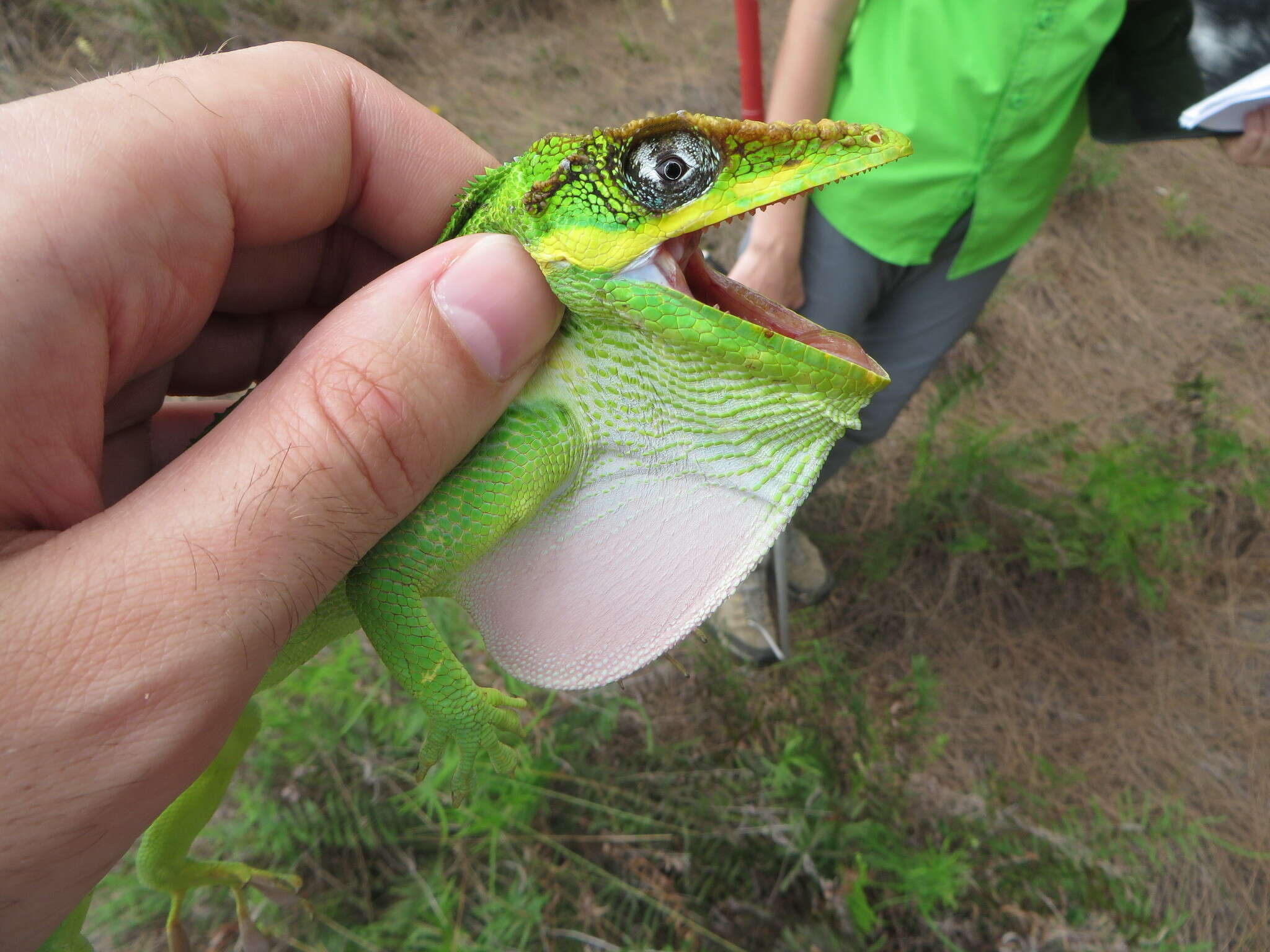 Image of Cuban Giant Anole