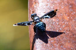 Слика од Pterobates apicalis (Wiedemann 1821)