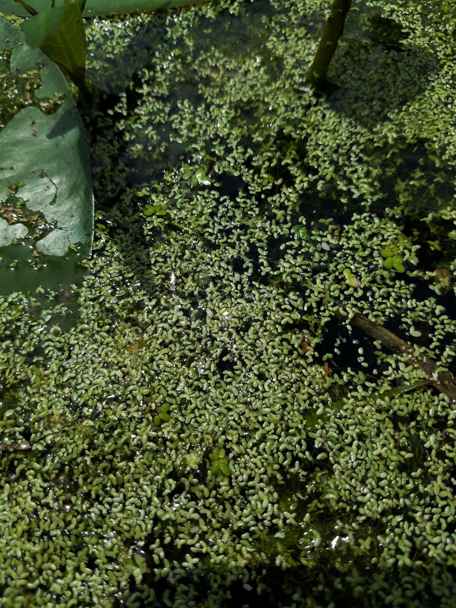 Image of least duckweed