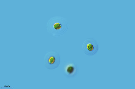 Image of <i>Asterococcus superbus</i>