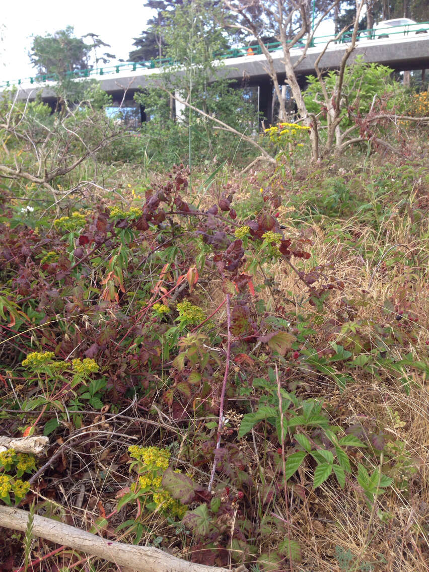 Image of eggleaf spurge