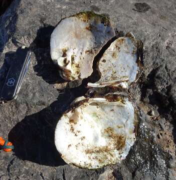 Image of Rough Maple Leaf Pearly Mussel