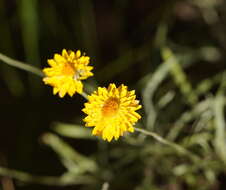 Image of Leucochrysum albicans (A. Cunn.) P. G. Wilson