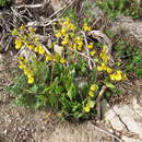 Image of Calceolaria corymbosa subsp. mimuloides (Clos) C. Ehrhart