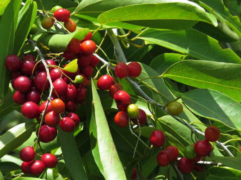 Image of Hypserpa laurina (F. Müll.) Diels