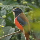 Image of Harpactes fasciatus malabaricus (Gould 1834)