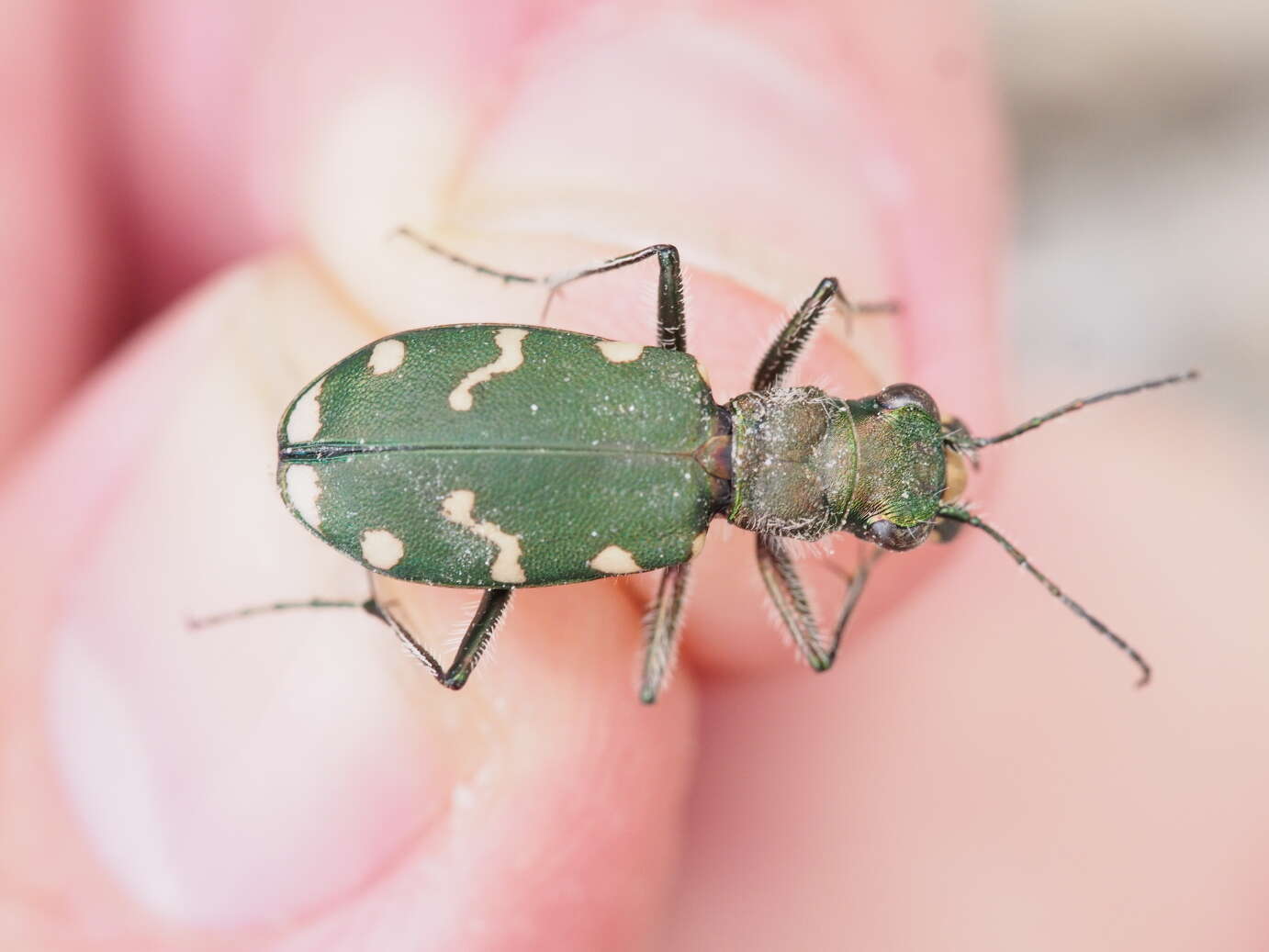 Image of Cicindela (Cicindela) gallica Brullé 1834