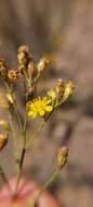 Image of Gutierrezia resinosa (Hook. & Arn.) Blake