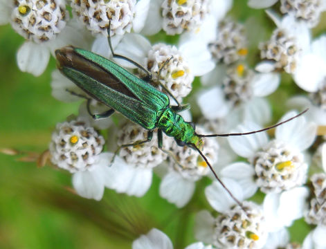 Image of <i>Oedemera nobilis</i>