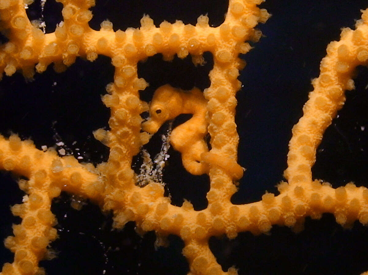 Image of Denise's Pygmy Seahorse