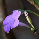 Sivun Ruellia breedlovei T. F. Daniel kuva