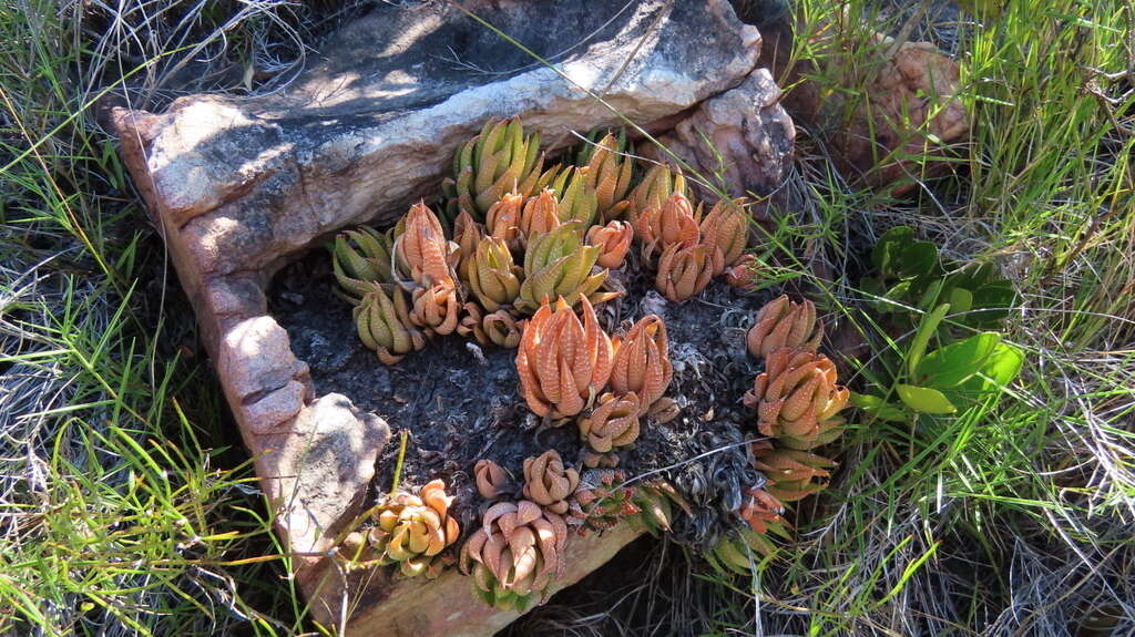 Image of Haworthiopsis fasciata (Willd.) G. D. Rowley