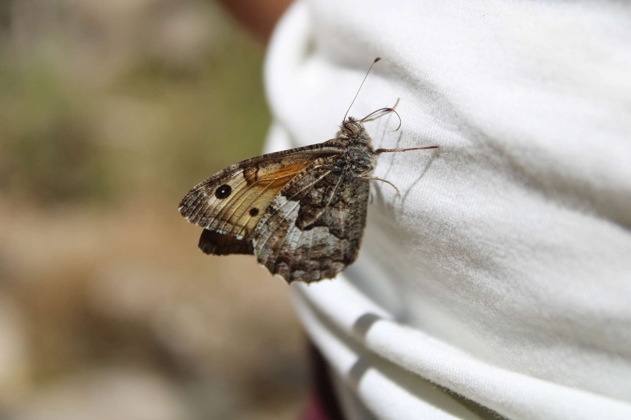 Слика од Hipparchia pellucida Stauder 1924