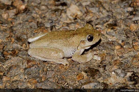 Imagem de Litoria peronii (Tschudi 1838)