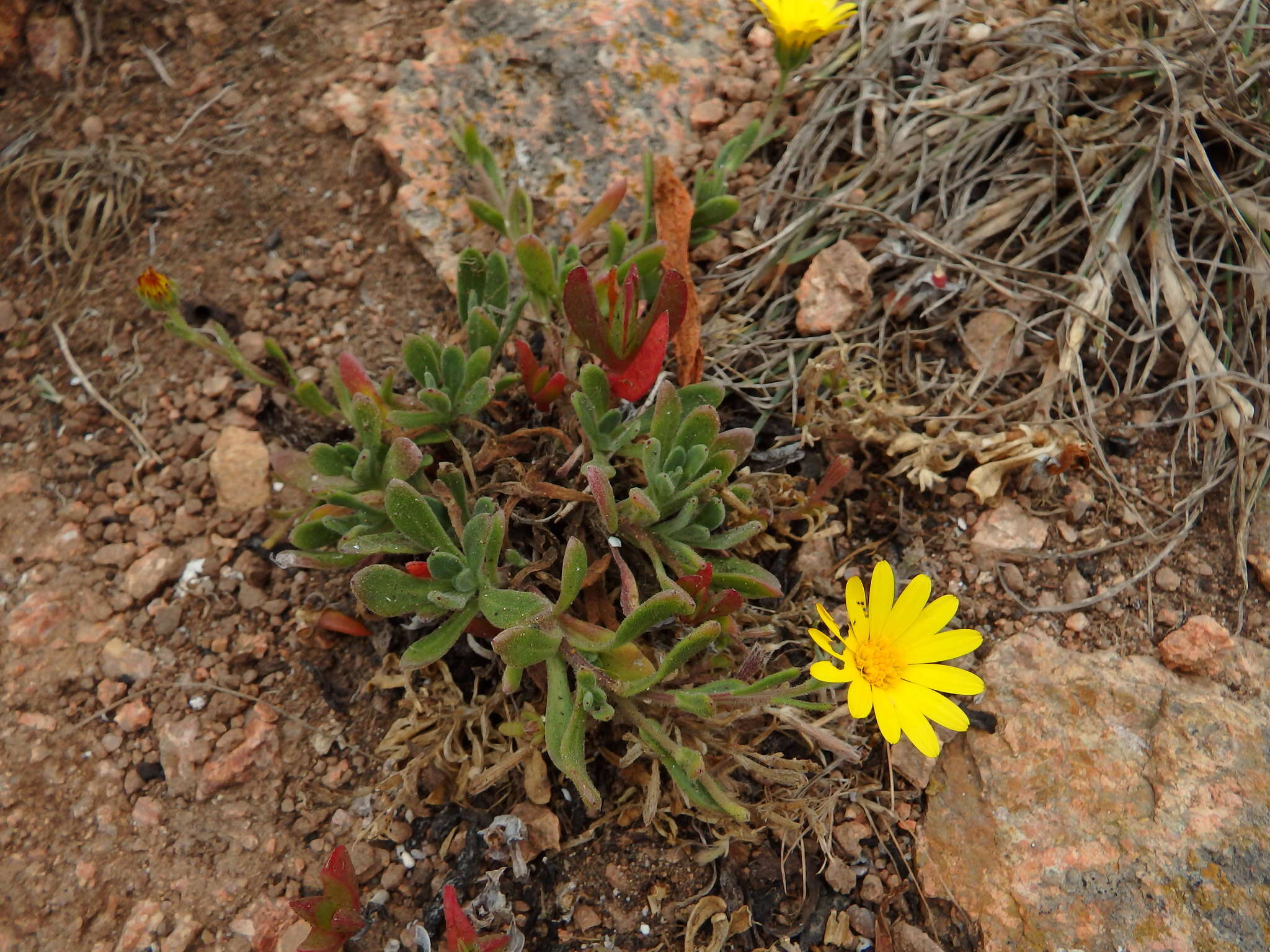 Image of Calendula suffruticosa subsp. algarbiensis (Boiss.) Nym.